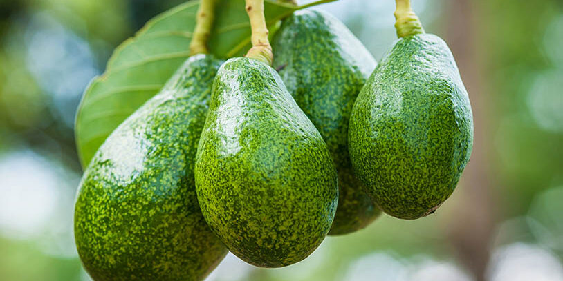 photo of low hanging fruit photo of low hanging fruit